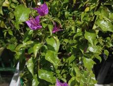 Бугенвиллия цветущая