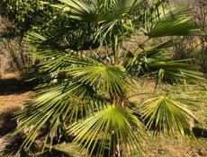 Пальма 100тыс