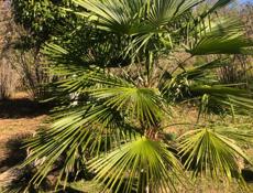 Пальма 100тыс