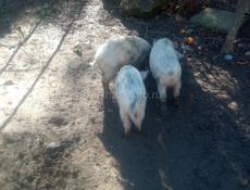 Поросята 3 шт