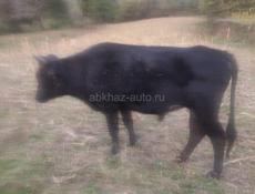 Продается бычок 