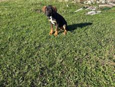 Отдадим щенят в добрые руки 