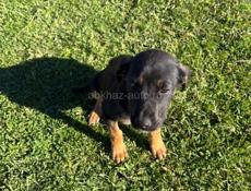 Отдадим щенят в добрые руки