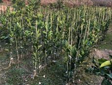 Продаются раннеспелые сорта цитрусовых 