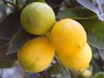 Продаю лимон 