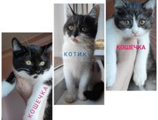 Отдают котят