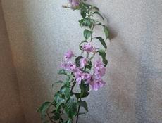 Цветущая бугенвиллия 