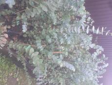 Саженцы эвкалипта