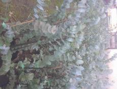 Саженцы эвкалипта 