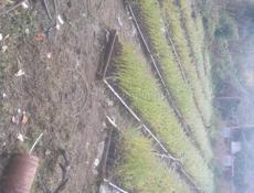 Саженцы эвкалипта