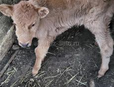 ПРОДАМ ТЕЛЕНКА ДЕВОЧКА