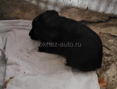 ПРОДАМ ТЕЛЕНКА ДЕВОЧКА 