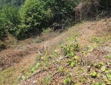 Гагра . Цандрипш 