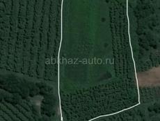 Орешник гегтар земли 