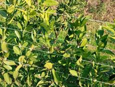 Продаются саженцы мандарин раний сорт (сентябрьский )