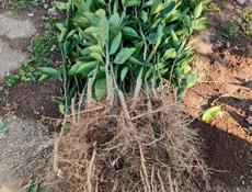 Продаются саженцы мандарин раний сорт (сентябрьский )