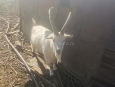 Продаётся  коза  срочно 