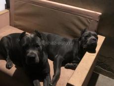 Щенок Кане-корсо