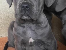 Щенок Кане-корсо