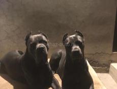 Щенок Кане-корсо