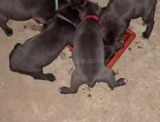 Щенок Кане-корсо