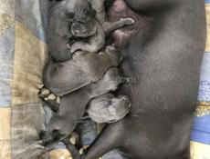 Щенок Кане-корсо