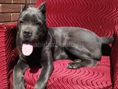 Щенок Кане-корсо