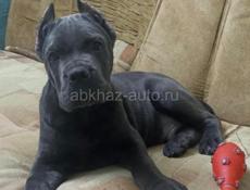 Щенок Кане-корсо