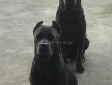 Щенок Кане-корсо