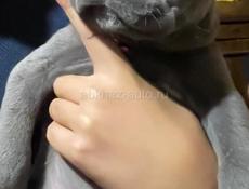 Щенок Кане-корсо