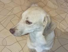 Отдам в добрые руки 