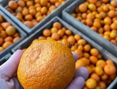 Продаю мандарины 