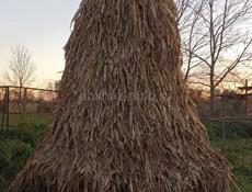 Продаётся Чала