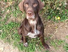 Продам собаку немецкий курцхаар 