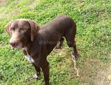 Продам собаку немецкий курцхаар 