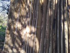 Каштан сухой 