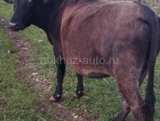 Доянна карова 