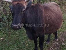 Доянна карова 