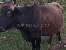 Доянна карова 