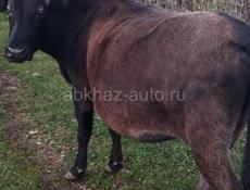 Доянна карова 