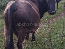 Доянна карова 