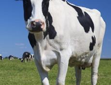 Продаётся скот 