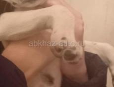 Отдам в хорошие руки