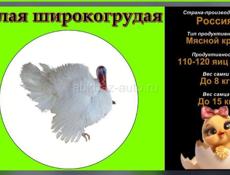 Заявки Индушат