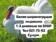 Заявки Индушат