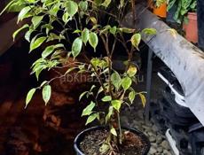 Фикус Бенджамина 