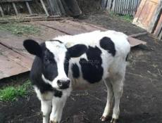 Куплю Бычков 4.5 месяцев 