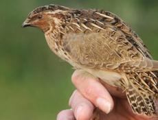 Перепел домашний 