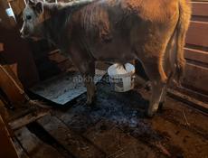 Продаеться  бычок 8месяцов 60тс  9358350