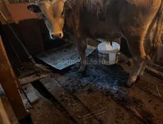 Продаеться  бычок 8месяцов 60тс  9358350